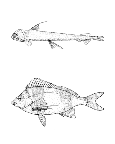 Chauliodus Sloani (Sloanes Viperfish), Pseudogoniistius Nigripes (Magpie Perch) Coloring Page